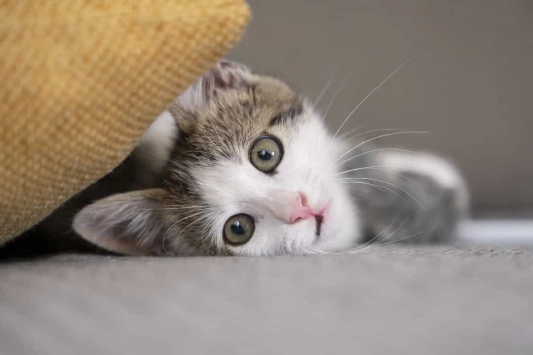 Les soins essentiels pour votre chat