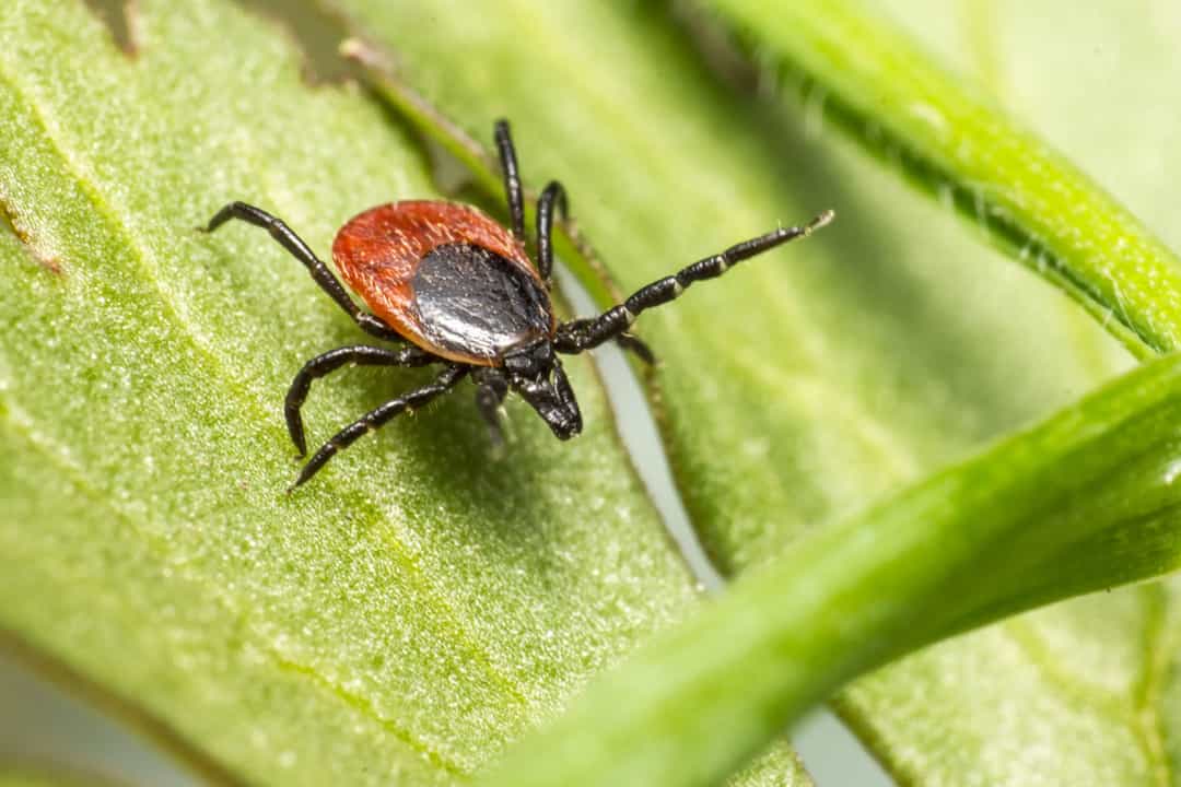 Traitements anti-puces et anti-tiques : protéger son animal toute l'année