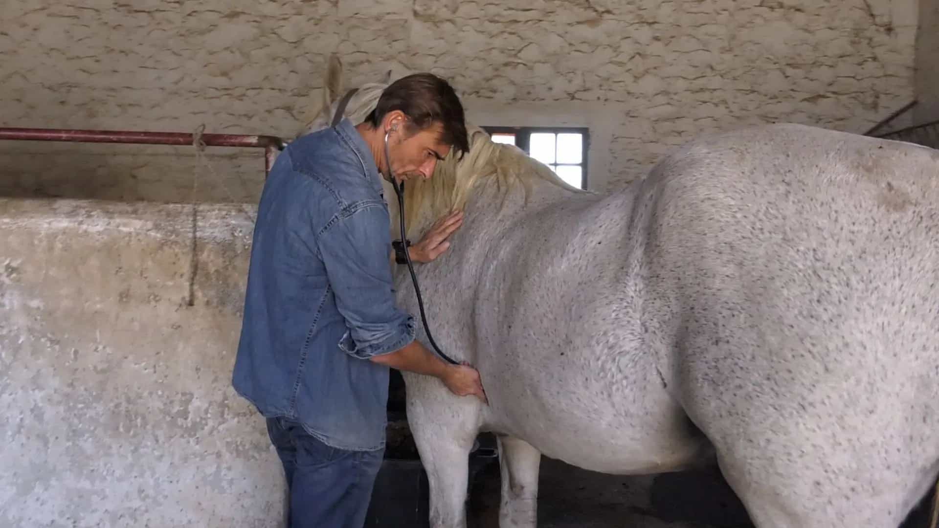 Médecine équine